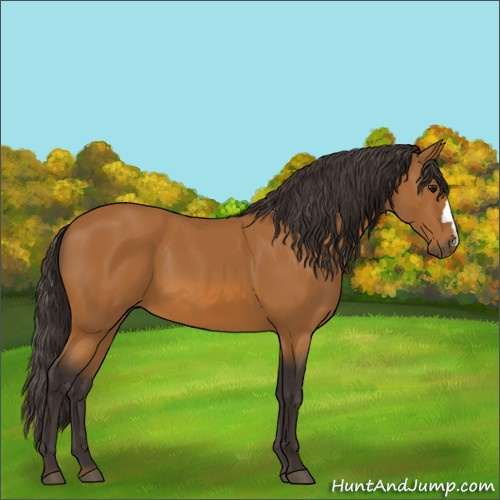 Horse Color:Buckskin 