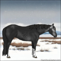 Horse Color:Gray Black 