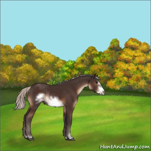 Horse Color:Silver Brown Sabino Frame Rabicano 