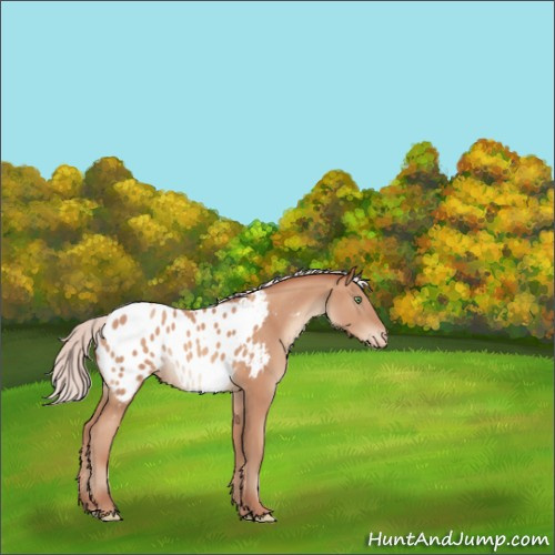 Horse Color:Silver Sable Champagne Appaloosa Rabicano 