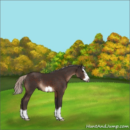 Horse Color:Silver Brown Splash Frame Rabicano 