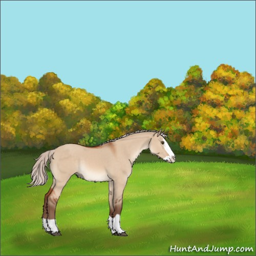 Horse Color:Silver Bay Dun Splash Rabicano 