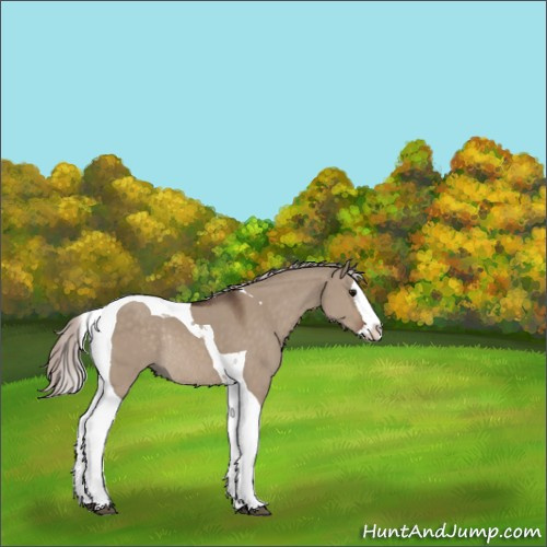 Horse Color:Silver Brown Dun Splash Tobiano Rabicano 