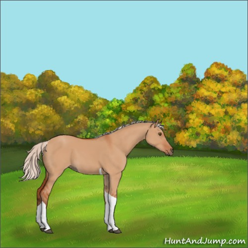 Horse Color:Silver Bay Dun Tobiano 