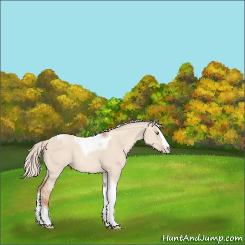 Horse Color:Silver Classic Champagne Dun Splash Tobiano Rabicano 