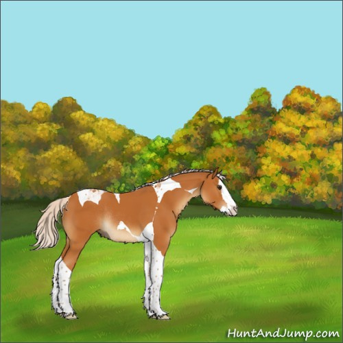 Horse Color:Silver Buckskin Splash Tobiano Rabicano 