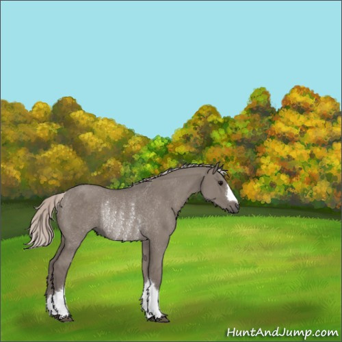 Horse Color:Silver Grullo Rabicano 