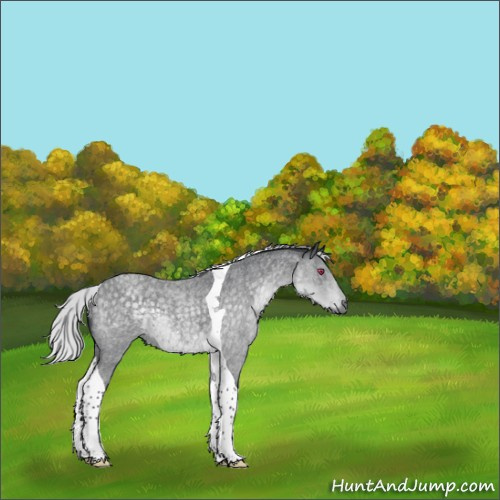 Horse Color:Silver Blue Chinchilla Roan Tobiano 