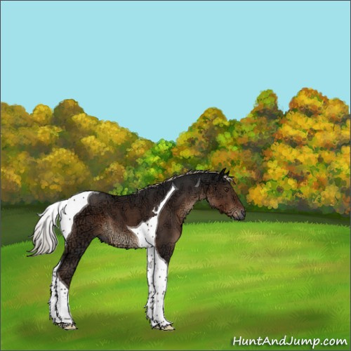 Horse Color:Liver Chestnut Ice Sabino Tobiano 