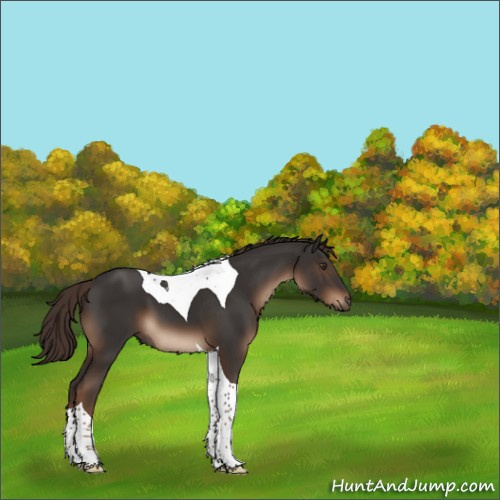 Horse Color:Liver Chestnut Tobiano 