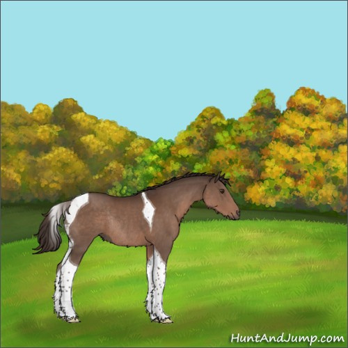 Horse Color:Liver Chestnut Tobiano Rabicano 