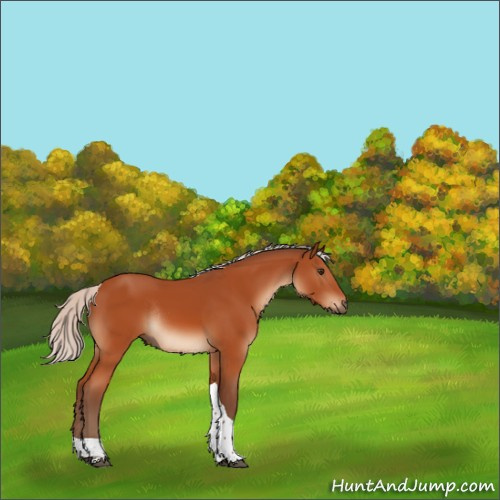 Horse Color:Silver Brown Sabino Tobiano Rabicano 
