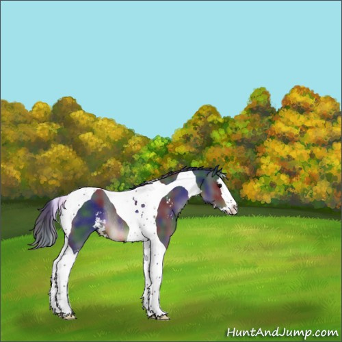 Horse Color:Nacre Brown Sabino Splash Tobiano Rabicano 
