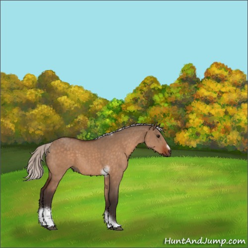 Horse Color:Silver Bay Dun Tobiano Frame 