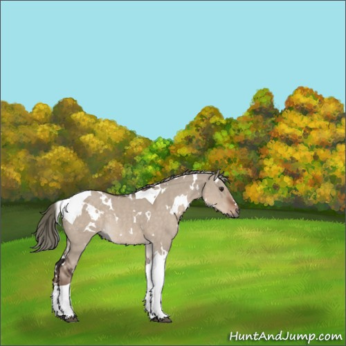 Horse Color:White Spotted Liver Red Dun Mushroom Tobiano Rabicano 