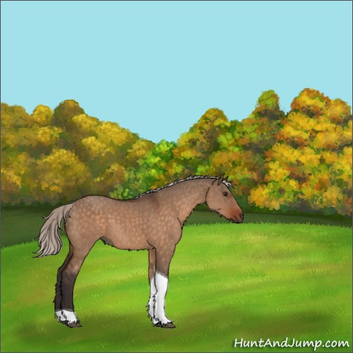Horse Color:Silver Brown Dun Tobiano Rabicano 