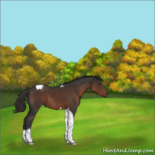 Horse Color:Liver Chestnut Tobiano 