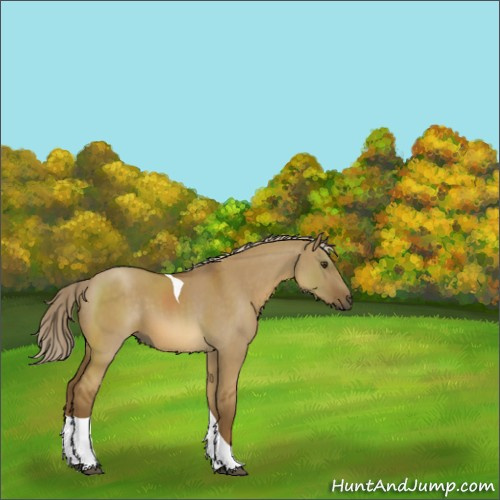 Horse Color:Chocolate Palomino Dun Tobiano 
