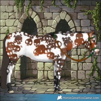 Horse Color:Bay Sabino Tobiano Frame