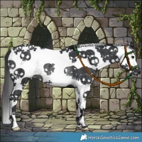 Horse Color:White Spotted Black Rabicano