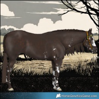 Horse Color:Liver Chestnut Sabino