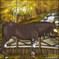 Horse Color:Liver Chestnut Sabino 
