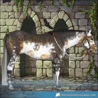 Horse Color:White Spotted Buckskin Splash