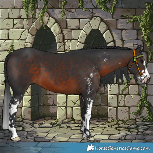 Horse Color:Brown Sabino 