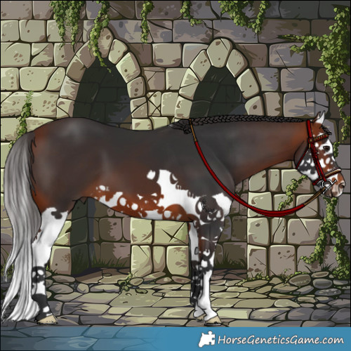 Horse Color:Bay Splash