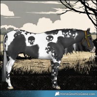 Horse Color:Black Tobiano 