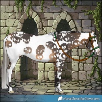 Horse Color:Buckskin Splash Rabicano 