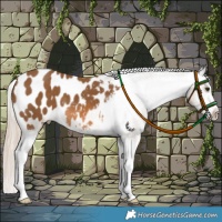 Horse Color:Chocolate Palomino Sabino Blanket