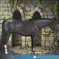 Horse Color:Black 