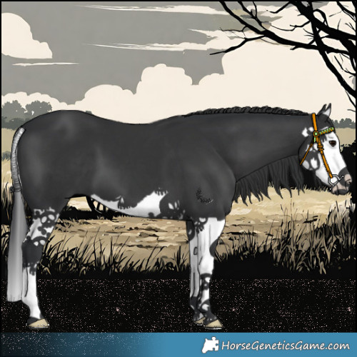 Horse Color:Black Splash 
