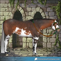 Horse Color:Brown Sabino Splash 