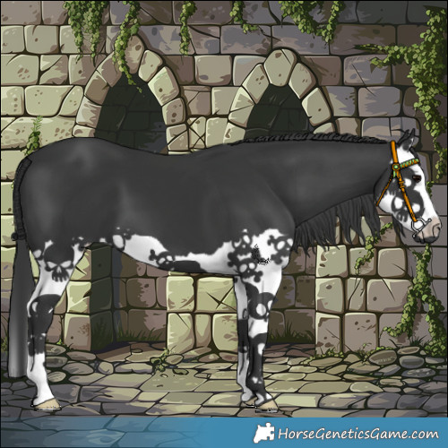 Horse Color:Black Splash 