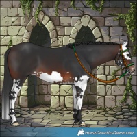 Horse Color:Brown Splash