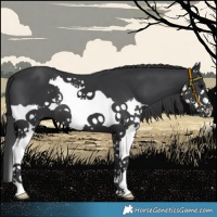 Horse Color:Black Splash