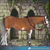 Horse Color:Bay Splash 