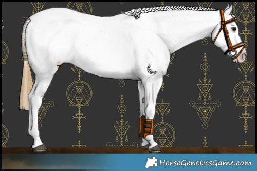 Horse Color:Buckskin Appaloosa Rabicano