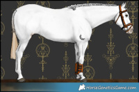 Horse Color:Buckskin Blanket Rabicano 