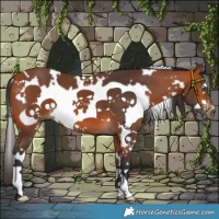 Horse Color:White Spotted Bay Frame