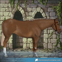 Horse Color:Chocolate Palomino 