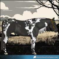 Horse Color:Liver Chestnut Tobiano 