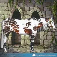 Horse Color:Brown Sabino Splash 