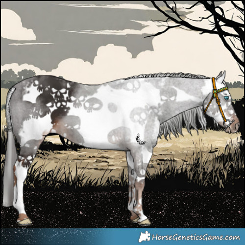 Horse Color:Liver Chestnut Sabino Splash Frame 