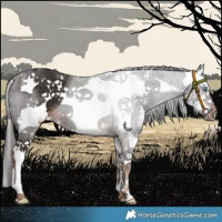 Horse Color:Liver Chestnut Sabino Splash Frame 