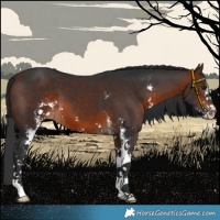 Horse Color:Brown Sabino