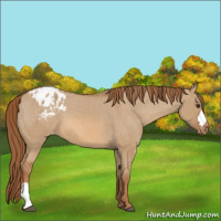Horse Color:Red Dun Appaloosa 