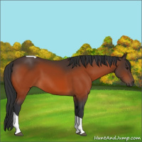 Horse Color:Bay Tobiano 